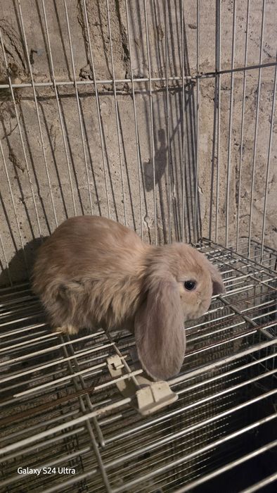 Baran francuski młode