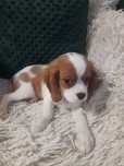 Cavalier King Charles spaniel