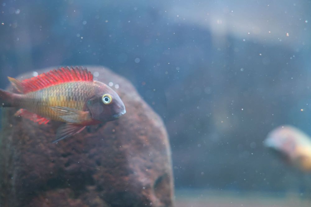 So 25 disponíveis Ciclideos africanos Tropheus kasanga (red rainbow)