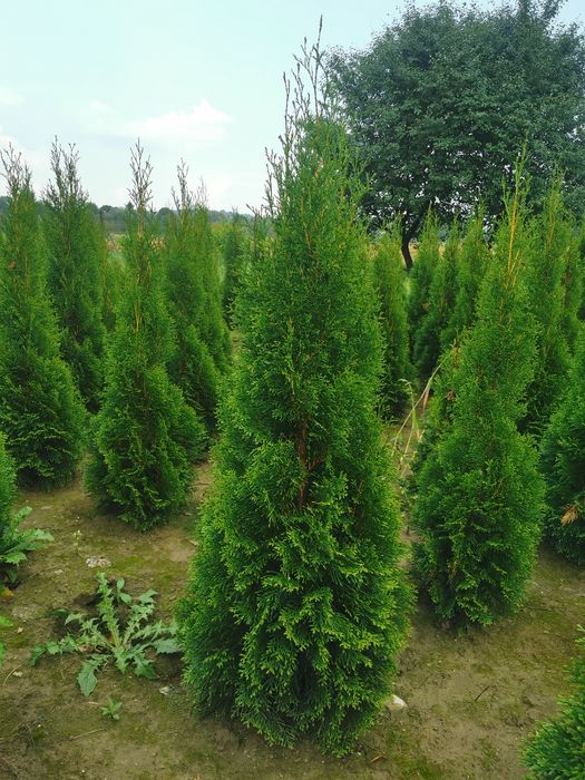 Tuje szmaragd 100-200+ cm, thuje brabant, transport sadzenie, p9