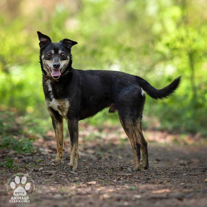 Czekuś szuka kochającego domu! OTOZ Animals Ciapkowo