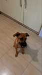 Cadela para adopção!