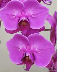 Орхидея I-Hsin Violet Angel(peloric-2 eyes)