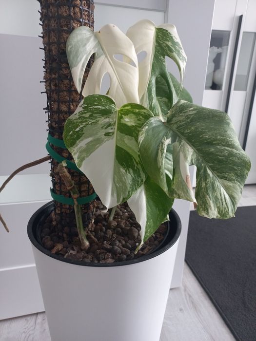 Monstera variegata + ...