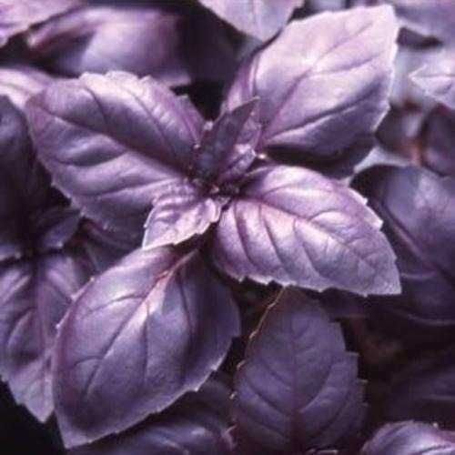 50 Sementes de Manjericão Roxo