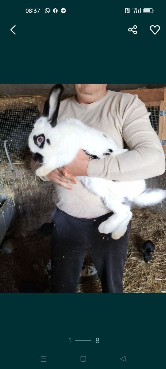 Coelhos de raça gigante borboleta e flander