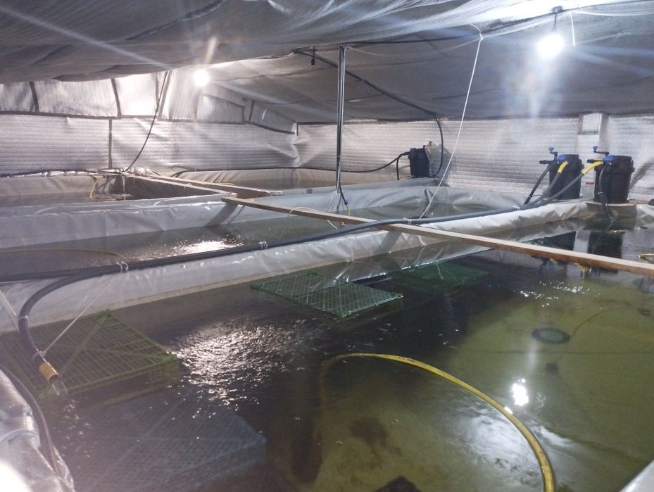 Обладнання для вирощування креветки макробрахіум розенберга