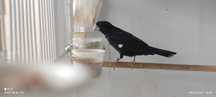 Bicudos (Sporophila crassirostris)