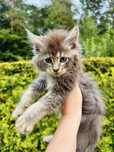 Niebieski ze srebrem Kocurek Maine Coon