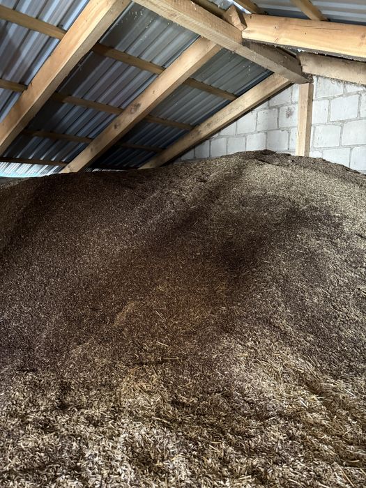 Owies Gniady (czarny)