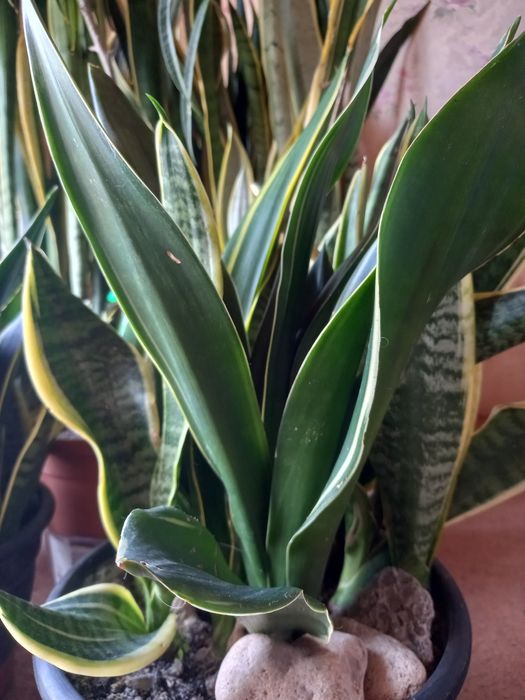 Сансевєрії  різних сортів. Декоративнолистні