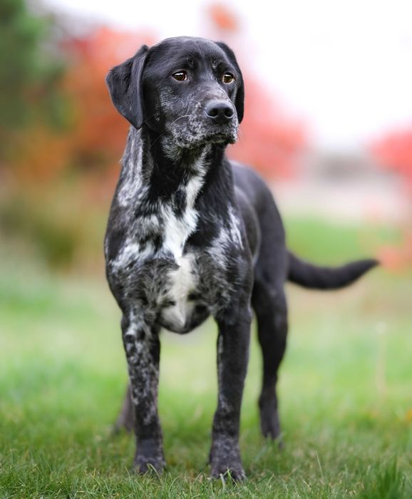 Samiec Oreo Mix labradora do adopcji