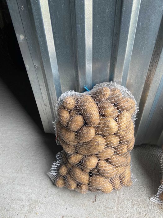 Ziemniaki jadalne i paszowe bez nawozu na oborniku od rolnika