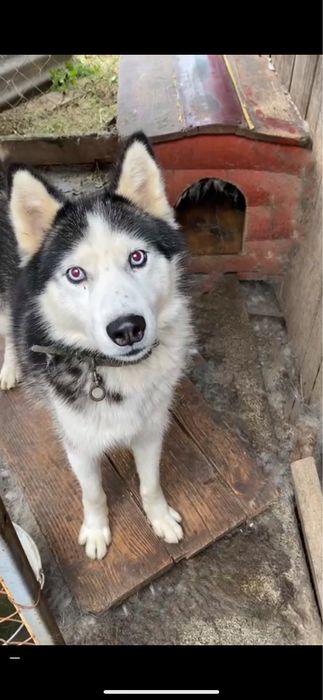 Віддам безкоштовно хаскі 3 роки в хороші руки у звʼязку з переїздом