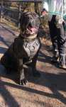 Bandog,reproduktor,krycie