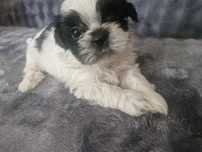 Prześliczna suczka  shih tzu