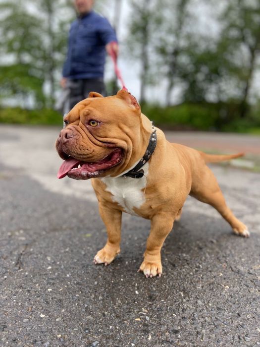 American Bully piękna suczka
