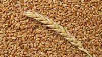 Насіння м'якої пшениці дворучки – Канадський сорт MAGOG