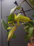Jajka Liściec Phyllium Elegans