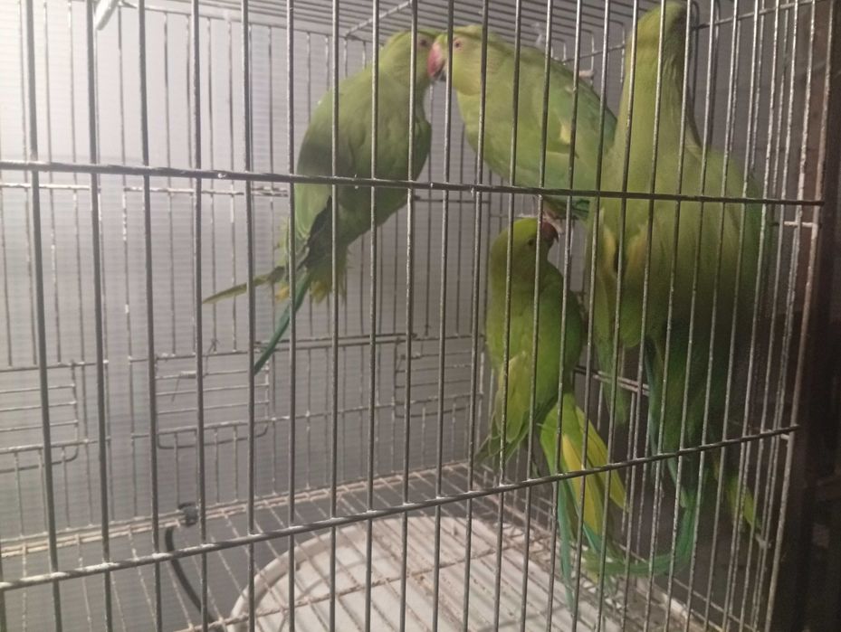 Ring necks agapórnis kakariquis e forpus