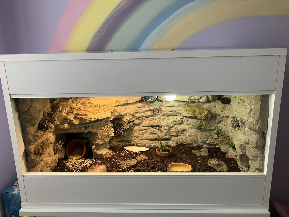 Terrarium pustynne, tropikalne. Żółw, jaszczurka.