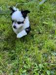 Chihuahua sunia tricolor