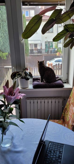 opieka indywidualna nad kotem lub innym zwierzeciem domowym