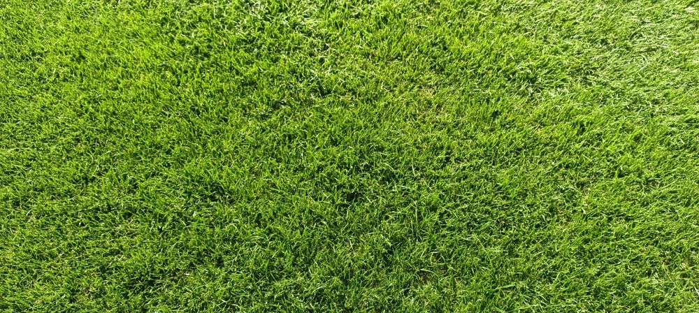 Trawa z rolki,trawnik z rolki