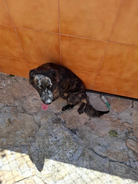 Preciso de um nova lar