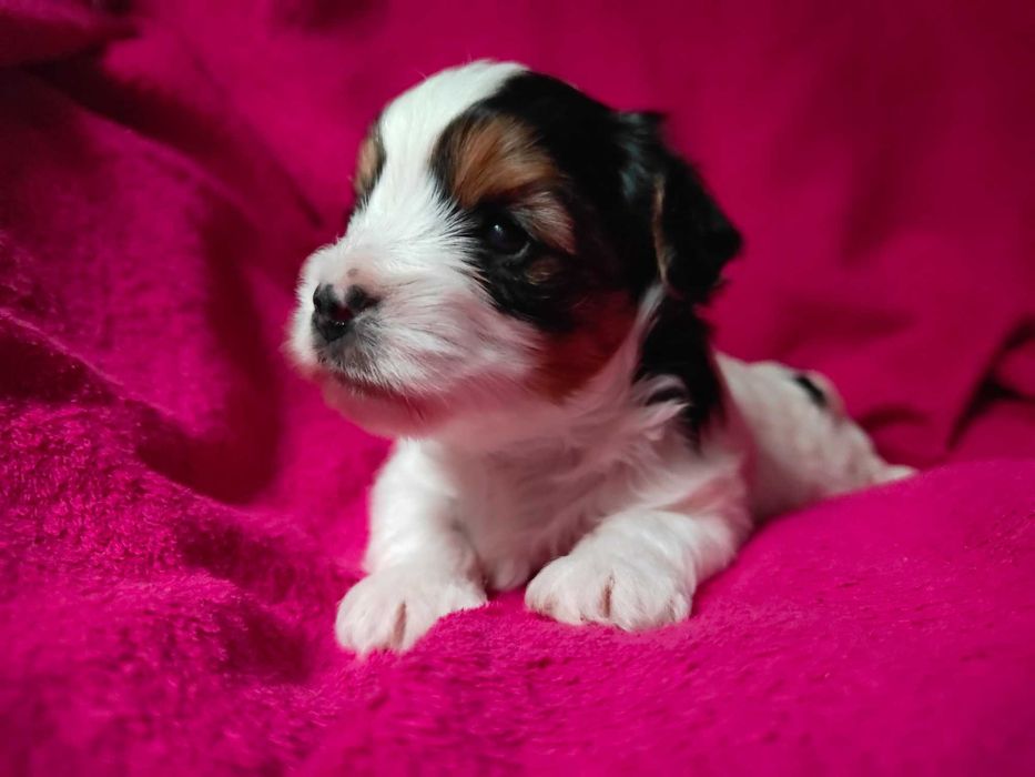 Yorkshire terrier Biewer piesek