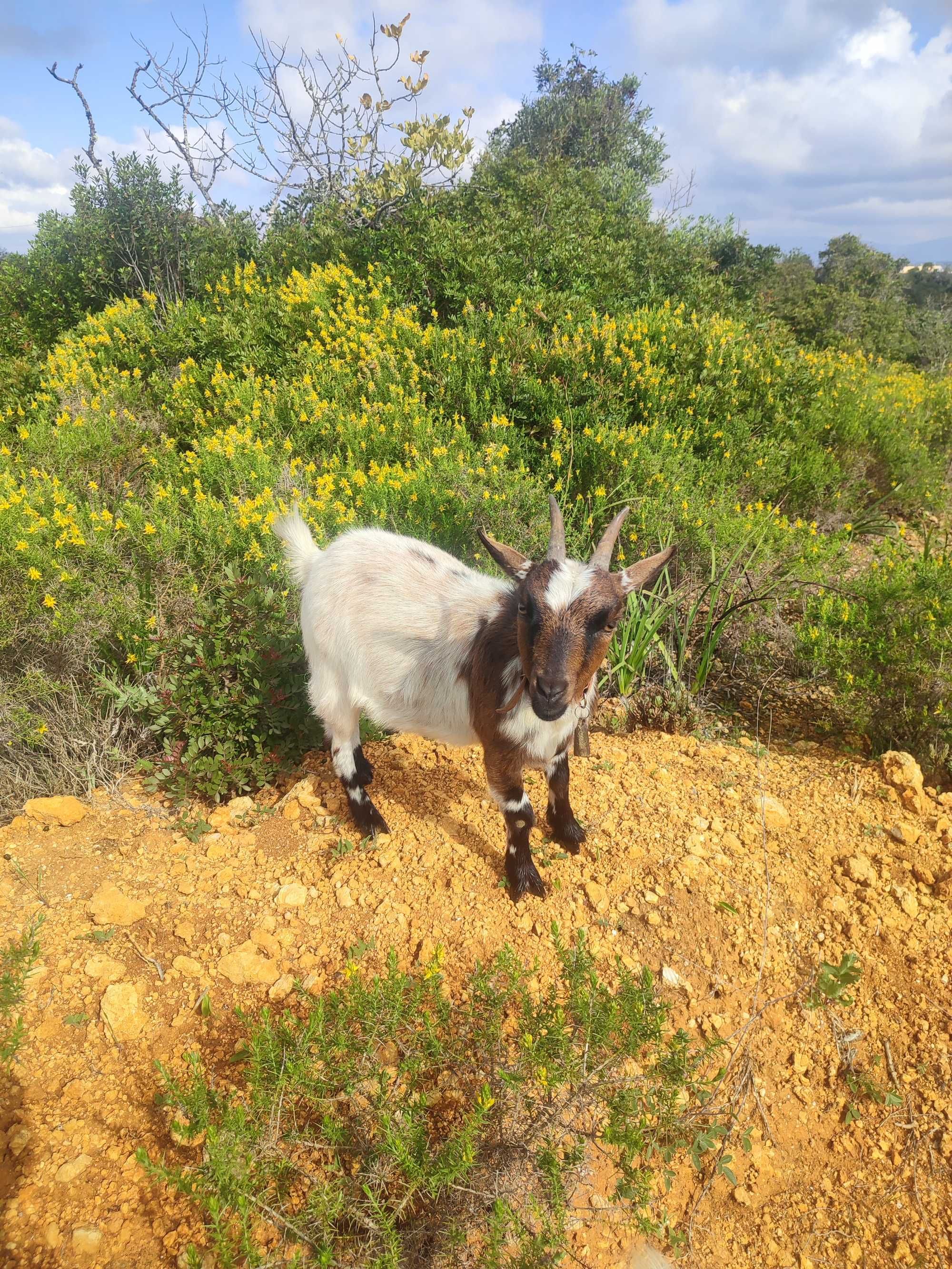 Cabras anãs da África Ocidental para venda.
