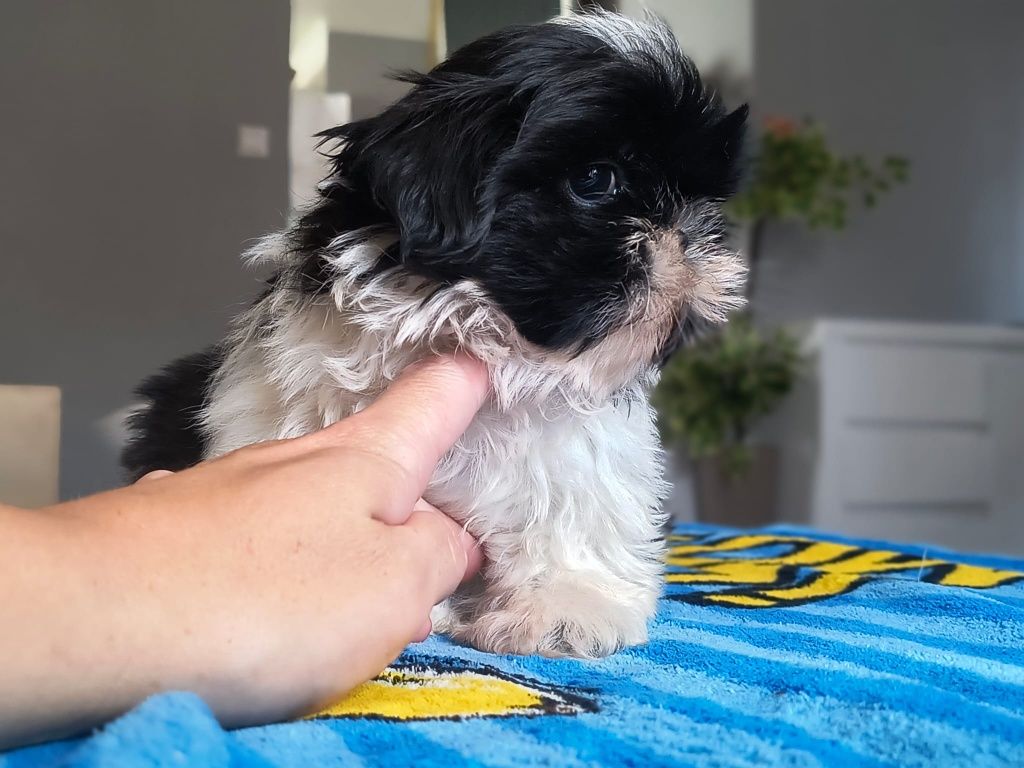 Shih tzu gotowy do odbioru