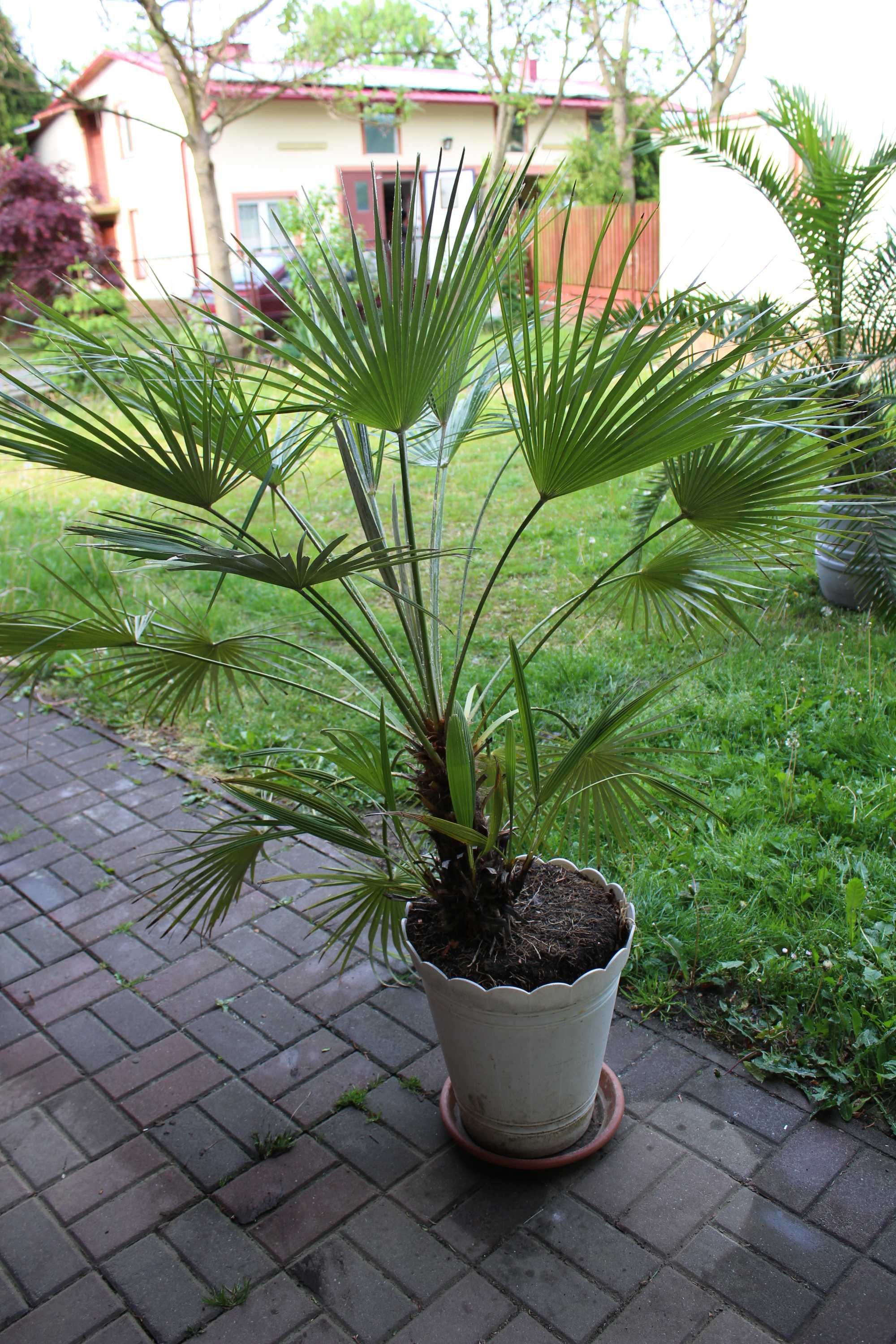 palma ogrodowa Karłatka Chamaerops Humilis