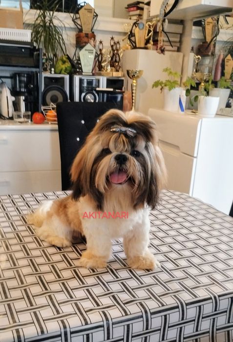 Shih tzu prześliczny piesek