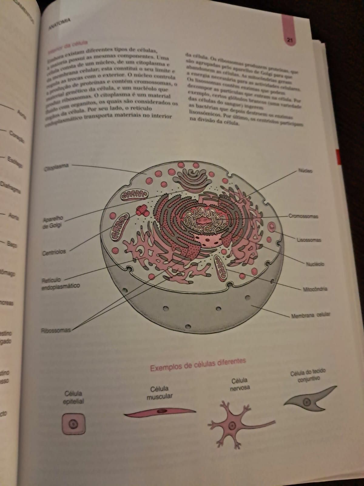 Enciclopédia Médica