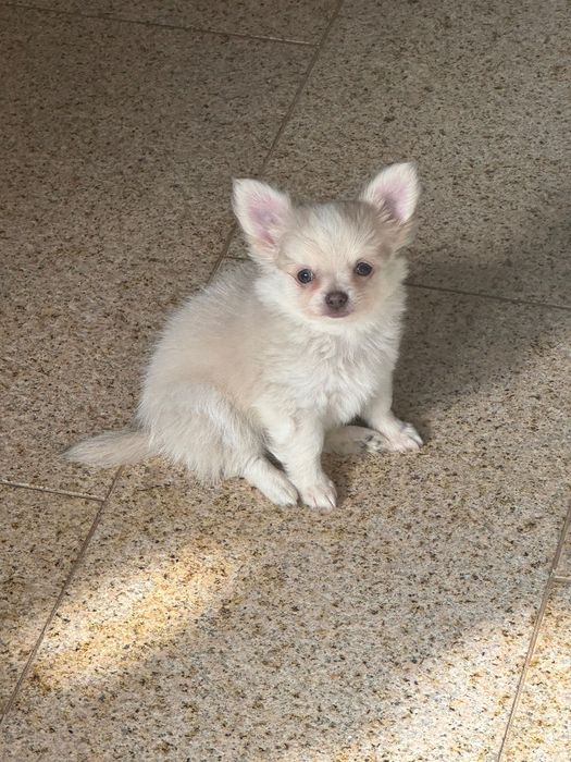 Śliczny długowłosy piesek chihuahua FCI ZkwP