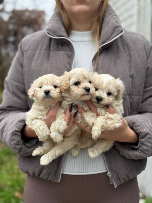 Ф1 мальчики, мальтипу щенки