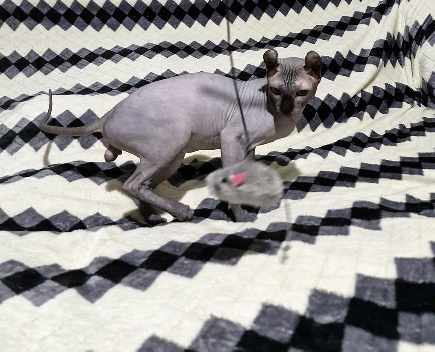 Мальчик породы Эльф