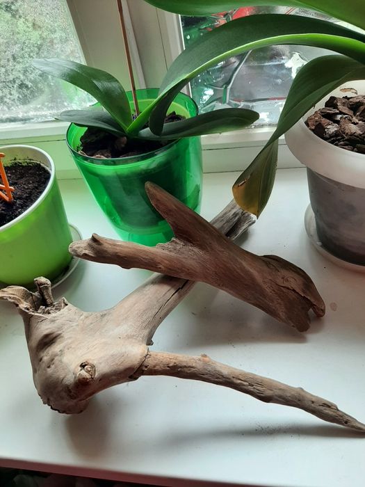 Продам коряги в аквариум.