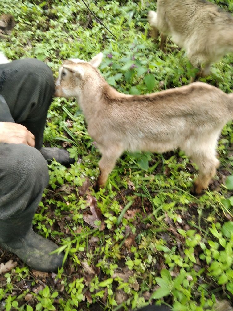 Чистокровний  альпійський козлик