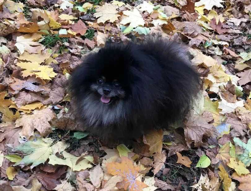 Вязка померанский шпиц