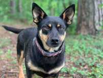 mała suczka do adopcji