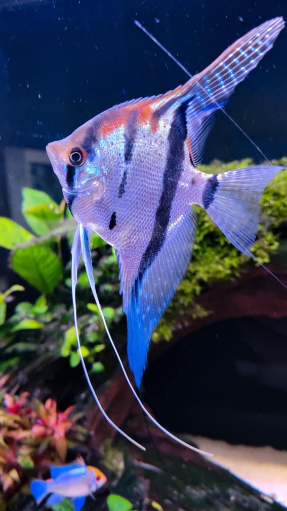 Skalary Nanacapuru (Rio Nanay × Manacapuru)