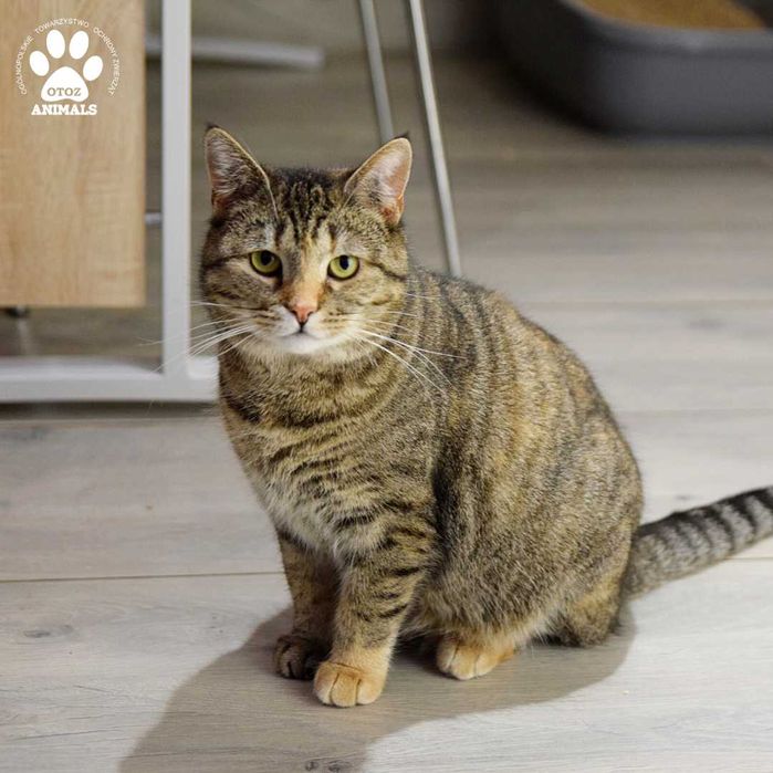 Łagodna kotka do adopcji! Poznajcie Kinię!