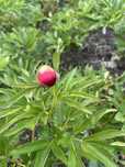 Peonia Piwonia Krwisto czerwony 2 szt. sadzonki