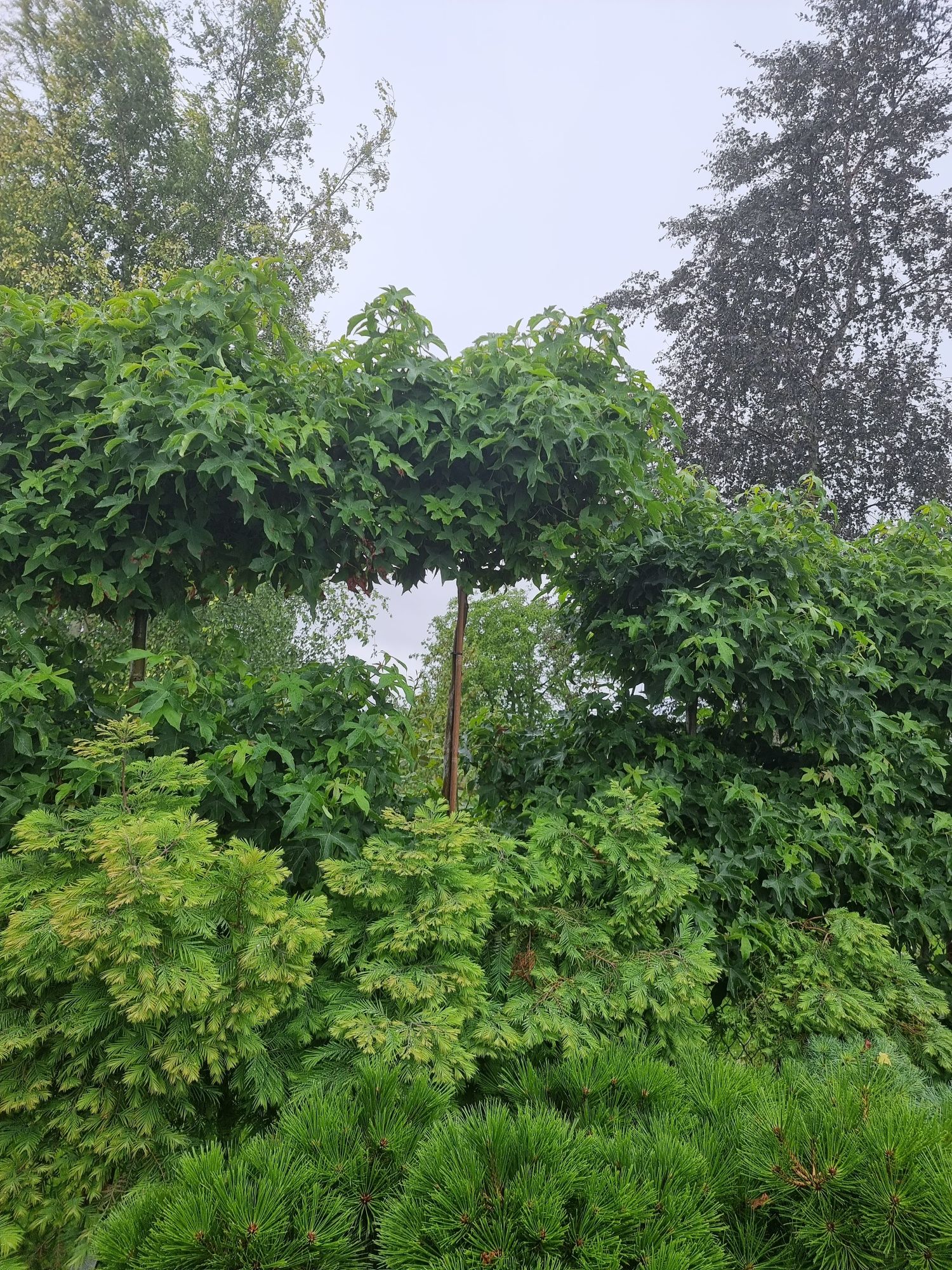 Krzewy formowane Niwaki BONSAI