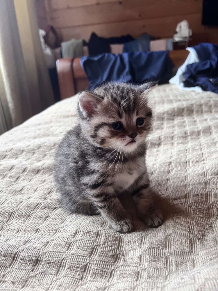Шиншиловий хлопчик