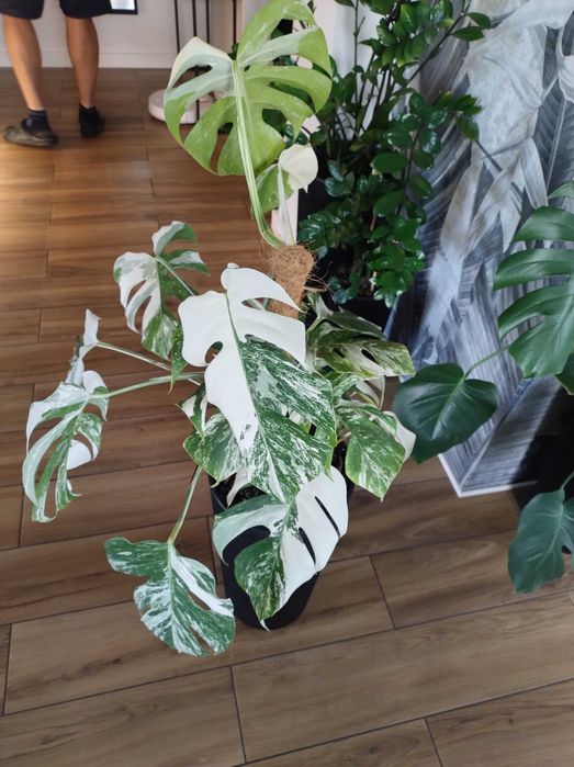 Monstera variegata duża okazja