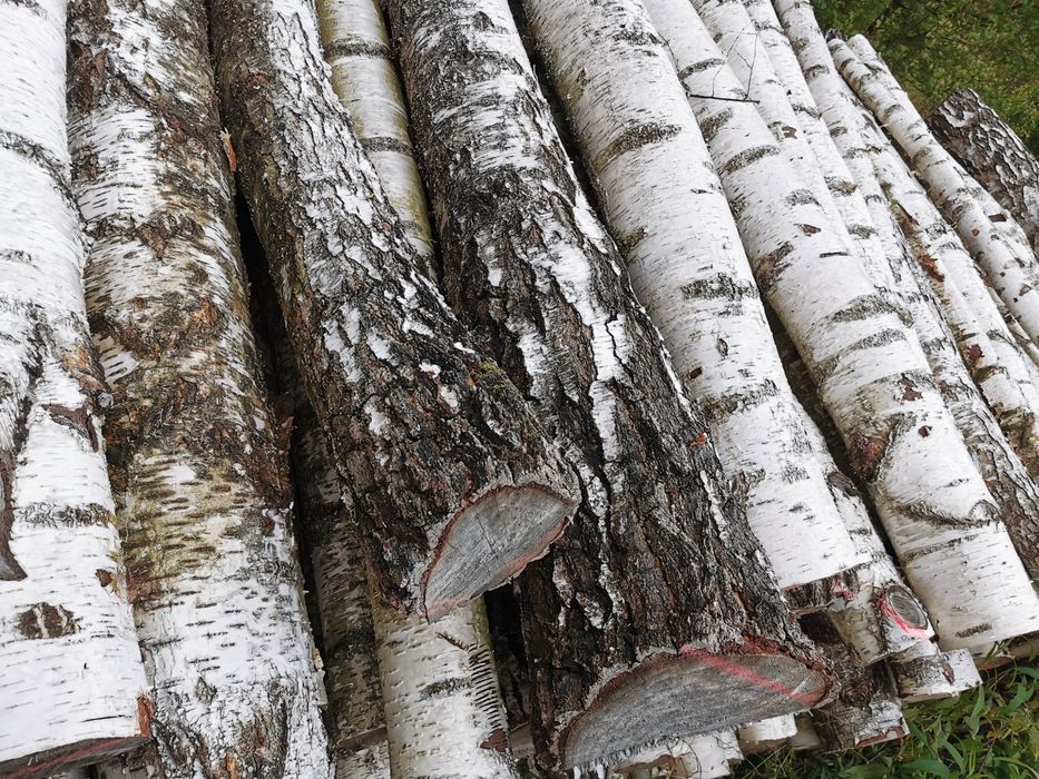 Drewno brzoza buk świerk