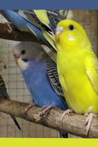 Продам волнистых попугаев разных цветов,неразлучников.